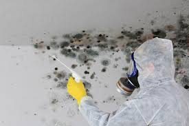 Professional Mold Removal & Remediation in Myrtle Grove, FL